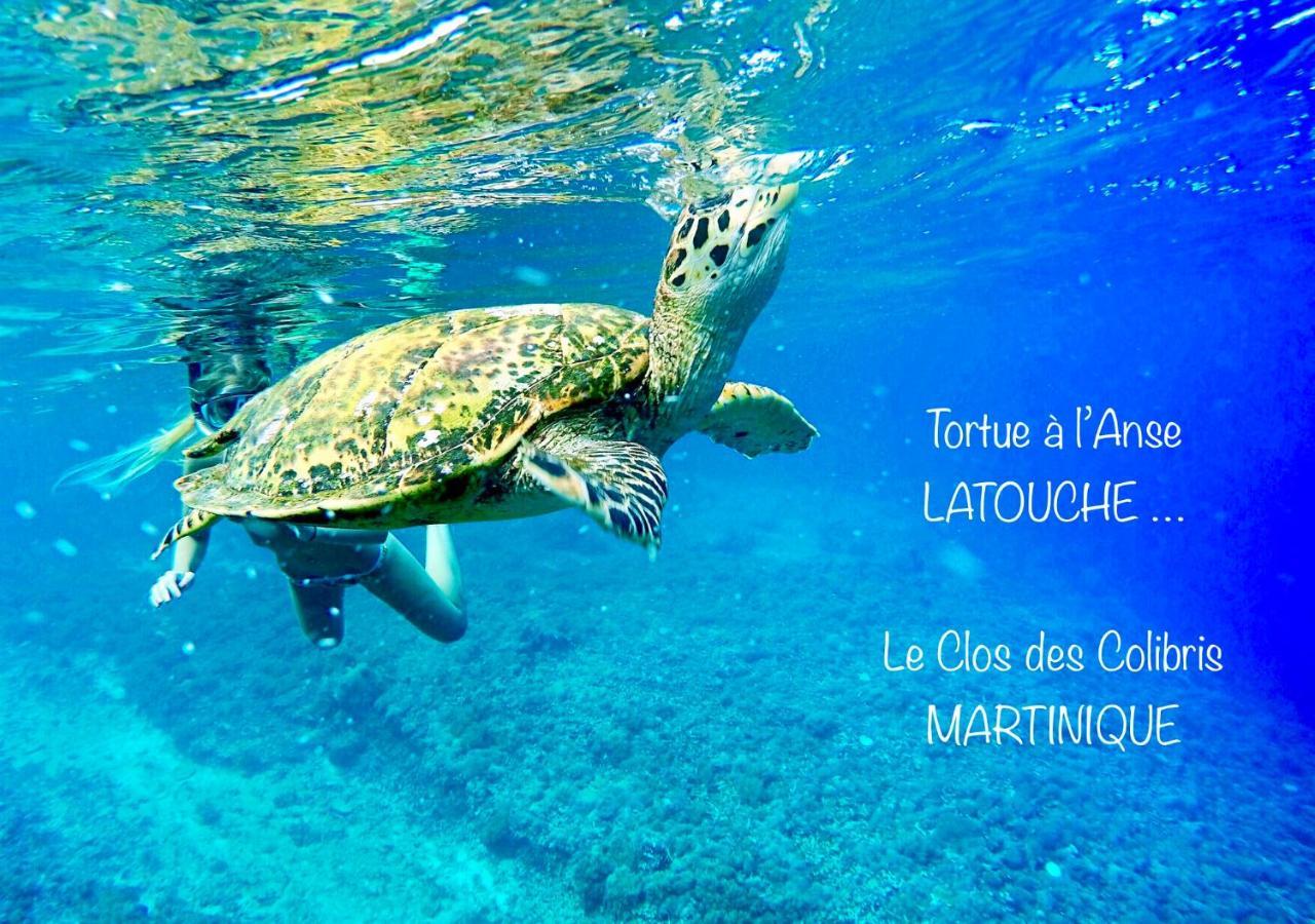 Lodge Colibris Piscine Privee Vue Panoramique Mer Et Montagne Pelee , 500 M Plage Dans Un Parc , Calme Assure Ideal Pour Decouvrir Le Nord Caraibes Le Carbet Exterior foto